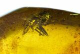 Polished Chiapas Amber With Insect Inclusion ( g) - Mexico #104308-1